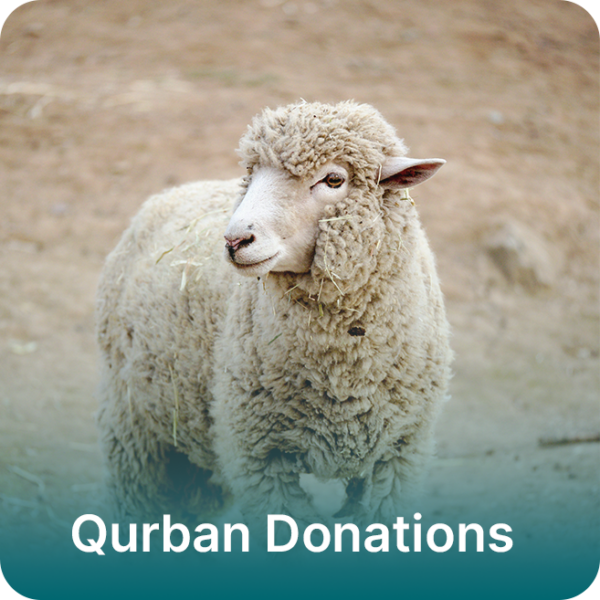 Qurban Donations - Sheep