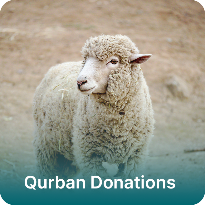 Qurban Donations - Sheep