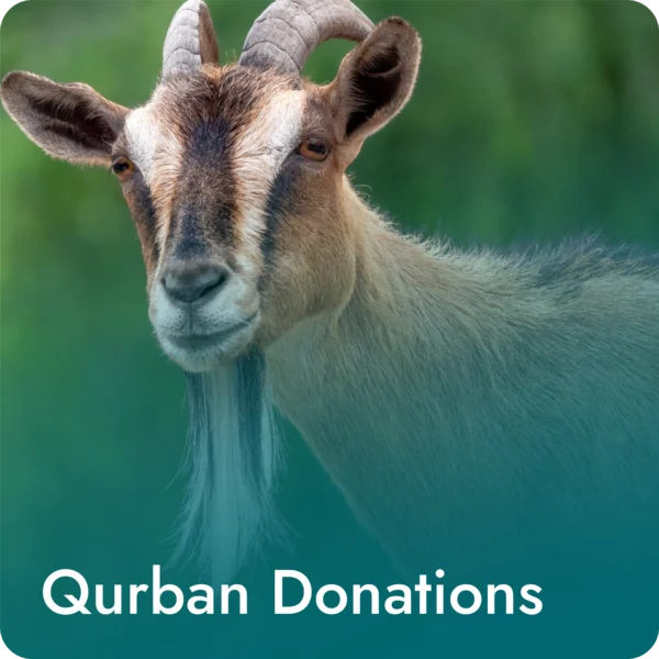 Qurban Donations - Goat