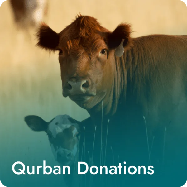 Qurban Donations - Cow